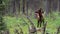 Wild elk calf foraging in forest, eating weeds and looks alert