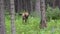 Wild elk calf foraging in forest, eating weeds and looks alert