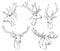 Wild elk, deer with antlers sketch