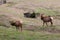 Wild elk in Idaho