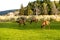 Wild elk on lawn in mammoth springs wyoming