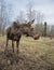 Wild elk moose animal looks away