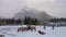 Wild elk stag chasing a doe during the rut in Banff Skateboard Park