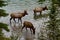Wild Elks in Banff