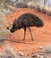 Wild emu in the red Outback of Australia, near Ayers Rock