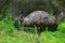 Wild emu at Tower Hill Wildlife Reserve in Victoria