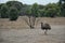Wild Emu wandering in Serendipity Sanctuary, Lara, Victoria, Australia