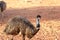 Wild emus in the Australian Outback
