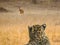 Wild Encounter: Leopard and Deer in Indian Grasslands
