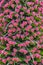 Wild Endemic beautiful flower Tajinaste rojo Echium wildpretii. Travel card. Clean background. Teide National Park, Tenerife,