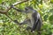 Wild endemic blue monkey sitting on the branch in tropical forest on the island of Zanzibar, Tanzania, East Africa