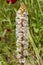 Wild endemic flower; Orobanche plant in nature