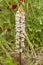 Wild endemic flower; Orobanche plant in nature