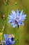 Wild endive Cichorium pumilum