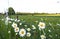 Wild english daisies growing along the road side