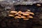 Wild Enoki mushrooms on a dead tree