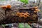 Wild Enoki mushrooms on a dead tree trunk