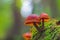 Wild enoki mushrooms - Flammulina Velutipes, two mushrooms growing in the forest