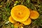 Wild Enokitake mushrooms in meadow