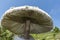 Wild enormous mushroom - roe deer in the mountain on the way to Eho hut