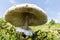 Wild enormous mushroom - roe deer in the mountain on the way to Eho hut