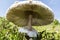 Wild enormous mushroom - roe deer in the mountain on the way to Eho hut