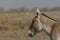 Wild Equus hemionus khur at little rann of kutch.