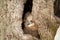 Wild Eurasian eagle owl, Bubo-bubo sits in a hollow tree. The orange eyes look to the left