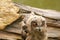 Wild Eurasian Eagle Owl head. sits outside on a tree trunk in the rain. Red-eyed, six-week-old bird of prey. raining