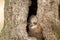 Wild Eurasian eagle owl, six weeks old bird sits in a hollow tree. The orange eyes look to the left