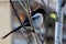 Wild Eurasian Magpie, London