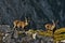 Wild european alpine ibex in nature environment