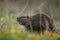 Wild european beaver in the beautiful nature habitat in Czech Republic