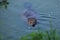 Wild European beaver or Eurasian beaver, Castor fiber, swimming in water. Wildlife scene from Europe