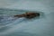 Wild European beaver or Eurasian beaver, Castor fiber, swimms in water. Beaver`s head peaking out from water