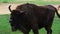 Wild european bison in the forest, reserve