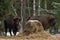 Wild European Bison Graze Near A Haystack On The Edge Of A Winter Forest. Two Bison Aurochs Standing Near The Feeding Platform.