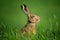 Wild European Hare Close-Up. Hare, Covered With Drops Of Dew, Sitting On The Green Grass Under The Sun. Single Wild Brown Hare