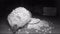 Wild european hedgehog feeding cat dry food in night. infrared film