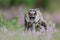 Wild European Long eared Owl  Asio otus   sitting in the heather .