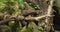 Wild european pine marten eating in primeval forest