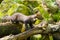 Wild european pine marten standing on a forest stem