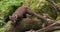 Wild european pine marten walking in virgin forest