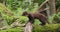 Wild european pine marten walking in virgin forest