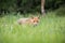 Wild European Red Fox Vulpes vulpes amongst the tall grass.