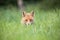 Wild European Red Fox Vulpes vulpes amongst the tall grass.