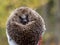 Wild Eurpean Hedgehog, Erinaceus europaeus, curled up in a hand with gloves on