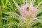 Wild Everts meadow thistle flowers bloom at the Yellowstone National Park