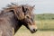 Wild Exmoor British Exmoor Pony