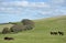 Wild Exmoor ponies on Countisbury, North Devon